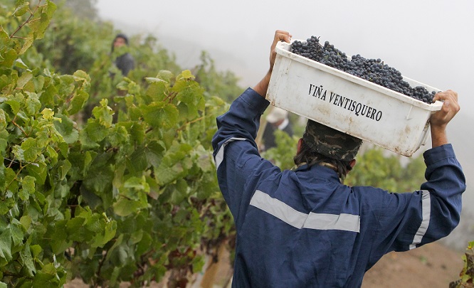 Harvesting at Leyda